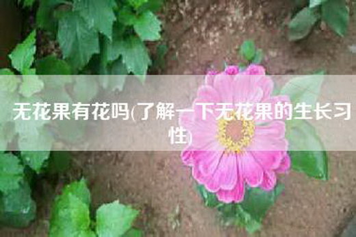 无花果有花吗(了解一下无花果的生长习性)