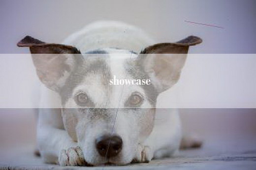 showcase