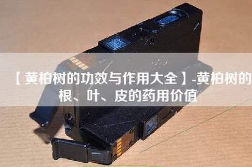 【黄柏树的功效与作用大全】-黄柏树的根、叶、皮的药用价值