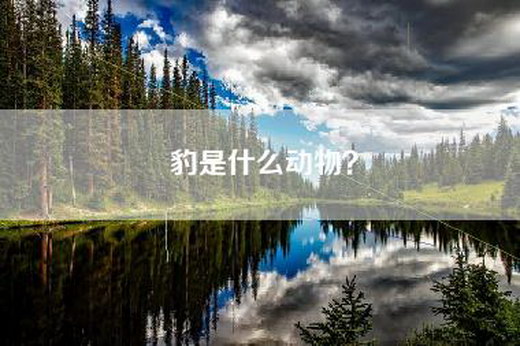 豹是什么动物？