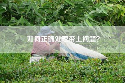 如何正确处理带土问题？