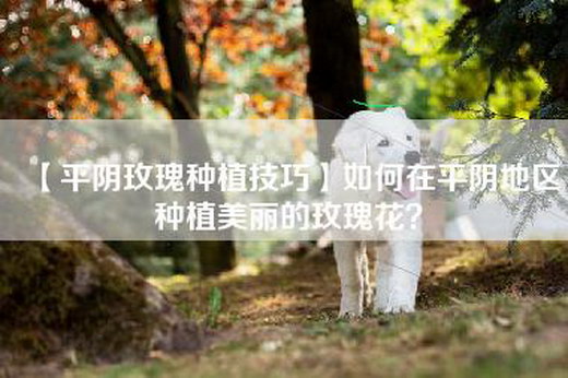 【平阴玫瑰种植技巧】如何在平阴地区种植美丽的玫瑰花？