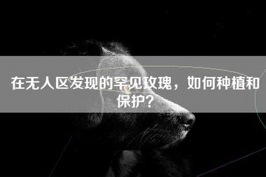 在无人区发现的罕见玫瑰，如何种植和保护？