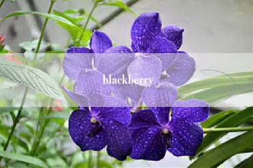 blackberry