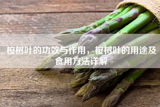 桉树叶的功效与作用，桉树叶的用途及食用方法详解