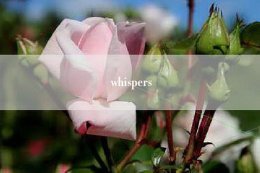 whispers