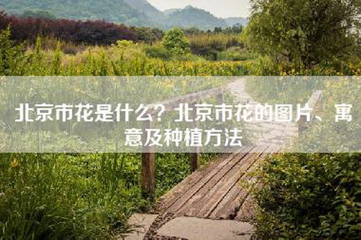 北京市花是什么？北京市花的图片、寓意及种植方法