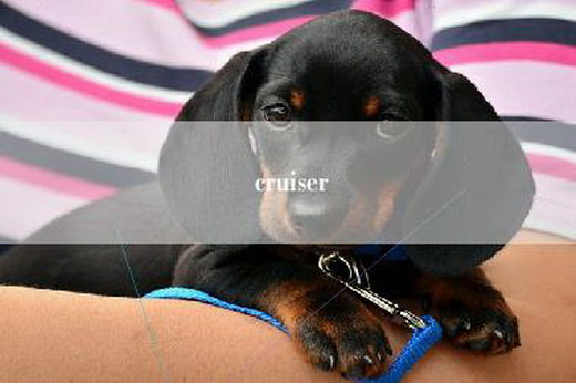 cruiser