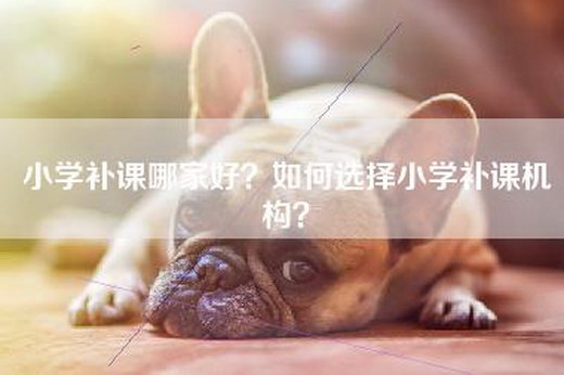 小学补课哪家好？如何选择小学补课机构？