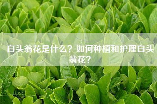 白头翁花是什么？如何种植和护理白头翁花？