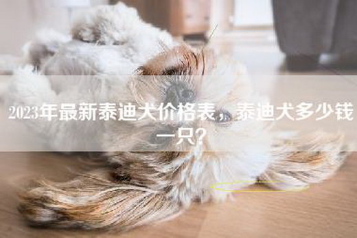 2023年最新泰迪犬价格表，泰迪犬多少钱一只？