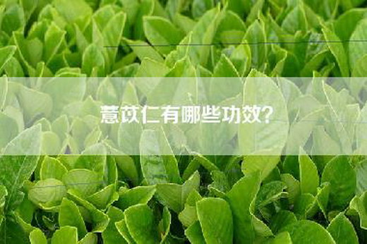 薏苡仁有哪些功效？