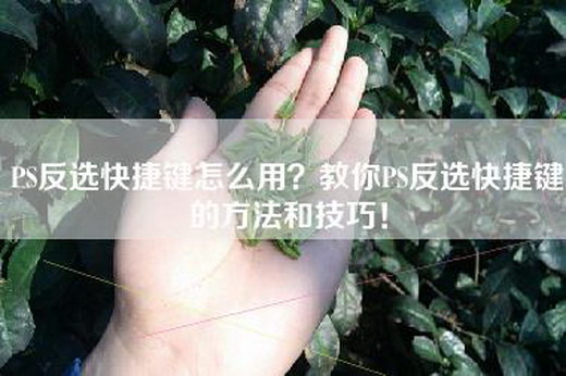 PS反选快捷键怎么用？教你PS反选快捷键的方法和技巧！